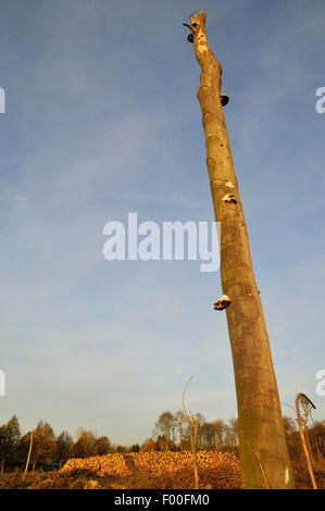 single dead tree with fungi in grubbed-up area, pile of wood in background, Germany, North Rhine-Westphalia, Ruhr Area, Castrop-Rauxel Stock Photo