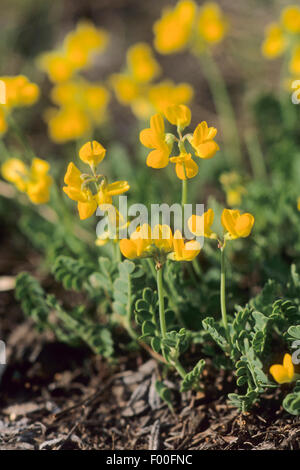 Small scorpion vetch, Small scorpion-vetch (Coronilla vaginalis, Coronilla vaginata), blooming, Germany Stock Photo