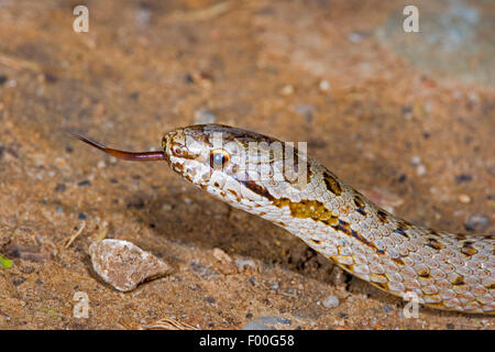 smooth snake (Coronella austriaca), darting tongue in and out  smooth snake, portrait, Germany Stock Photo