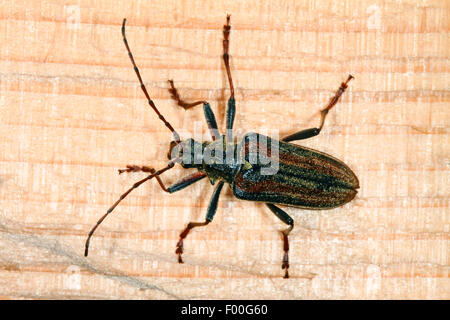 Longicorn beetle (Oxymirus cursor, Toxotus cursor), on wood, Germany