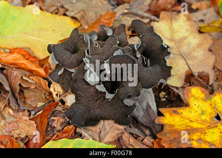 Horn of plenty, Black Trumpet, Black chanterelle (Craterellus cornucopioides, Cantharellus cornucopioides, Craterella cornucopioides), single fruiting body on forest floor, Germany Stock Photo