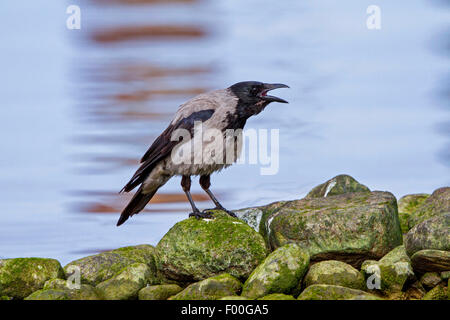 Hooded crow (Corvus corone cornix, Corvus cornix), sitting on stones at the waterside and calling, Germany, Mecklenburg-Western Pomerania Stock Photo