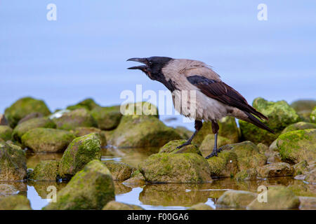 Hooded crow (Corvus corone cornix, Corvus cornix), sitting on stones at the waterside and calling, Germany, Mecklenburg-Western Pomerania Stock Photo