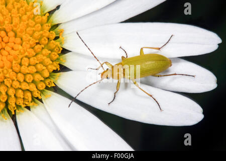 Sulphur beetle (Cteniopus flavus), on an ox-eye daisy, Germany Stock Photo