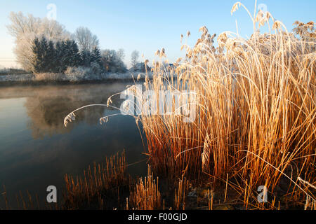reed grass, common reed (Phragmites communis, Phragmites australis), Ice covered reed fringe along river Scheldt in winter, Belgium Stock Photo