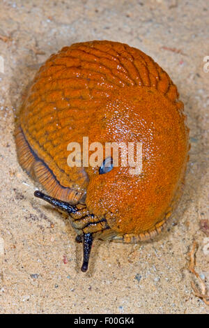 Spanish slug, Lusitanian slug (Arion lusitanicus, ion vulgaris), view from above, Germany Stock Photo