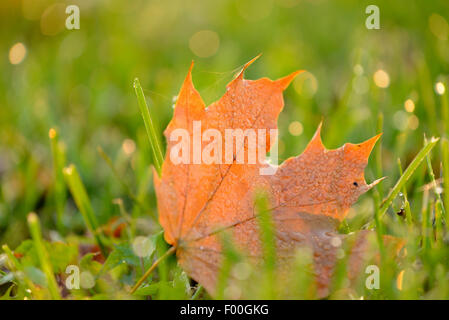 Norway maple (Acer platanoides), Norway Maple leaf on the lawn, Germany Stock Photo
