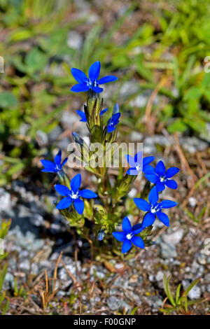 Alpine gentian (Gentiana nivalis), blooming, Germany Stock Photo