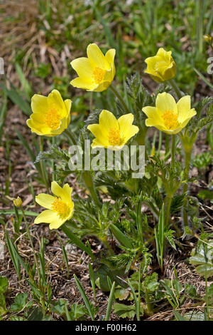 Alpine anemone, Yellow alpine anemone (Pulsatilla alpina ssp. apiifolia, Pulsatilla apiifolia), blooming, Germany Stock Photo