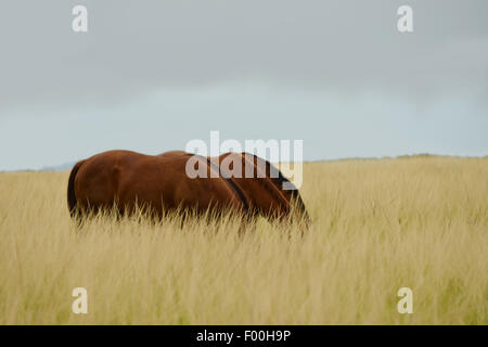 Three horses eating in a field of tall grass with the sky behind them Stock Photo