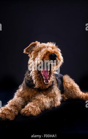 Airedale Terrier (Canis lupus f. familiaris), lying; yawns, laughs Stock Photo