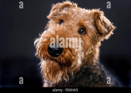 Airedale Terrier (Canis lupus f. familiaris), portrait Stock Photo