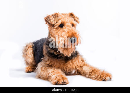 Airedale Terrier (Canis lupus f. familiaris), lying Stock Photo