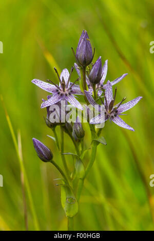 Felwort (Swertia perennis), inflorescence, Austria Stock Photo