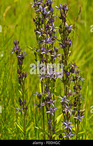 Felwort (Swertia perennis), blooming, Austria Stock Photo