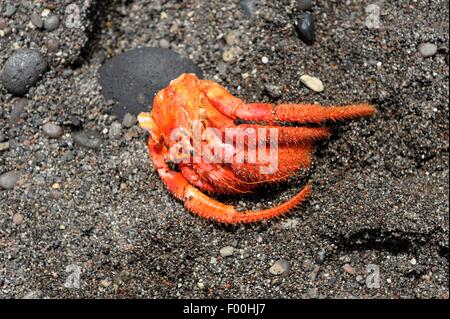 Part of a dead crab on a volcanic beach Santorini Greece Stock Photo