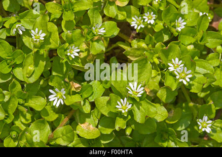 common chickweed (Stellaria media), blooming, Germany Stock Photo