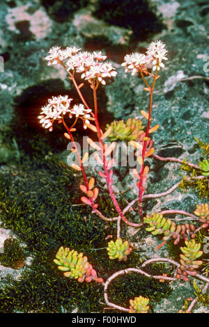 white stonecrop (Sedum album), growing on a rock, Germany Stock Photo