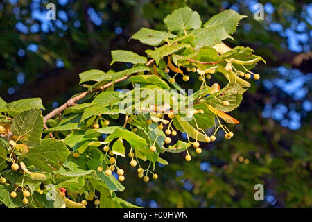 small-leaved lime, littleleaf linden, little-leaf linden (Tilia cordata), branch with fruits, Germany Stock Photo