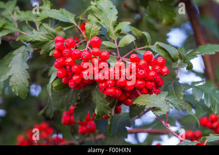 European mountain-ash, rowan tree (Sorbus aucuparia 'Edulis', Sorbus aucuparia Edulis), fruits of cultivar Edulis, Norway Stock Photo