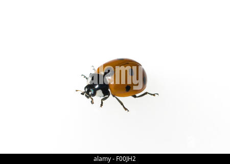 Marienkaefer; Coccinella; semptempunctata; 7-Punkt; insekt Stock Photo