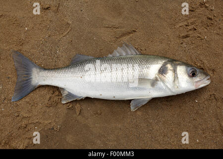 A european sea bass (Dicentrarchus labrax) caught on a West Wales surf beach, summer. Stock Photo