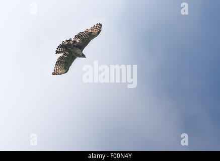Mountain hawk Eagle, Nisaetus nipalensis Soaring in sky with copy space Stock Photo