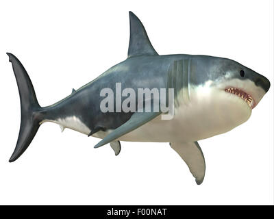 The Great White shark can grow over 8 meters or 26 feet and live to 70 years of age. Stock Photo