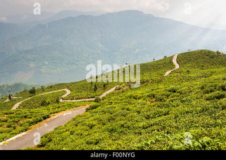 Tea garden of Darjeeling with fog rolling by with copy space Stock Photo