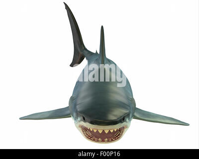 The Great White shark can grow over 8 meters or 26 feet and live to 70 years of age. Stock Photo
