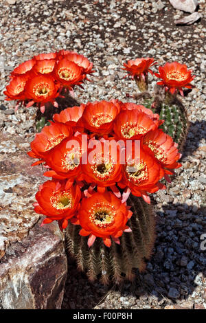 Magnificent Scarlet Cereus Cactus in Bloom - Trichocereus sp. Stock Photo