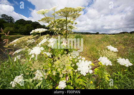 A Giant Hogweed, Heracleum mantegazzianum, an invasive toxic plant, on the banks of the River Ribble near Clitheroe, Lancashire, UK, Stock Photo