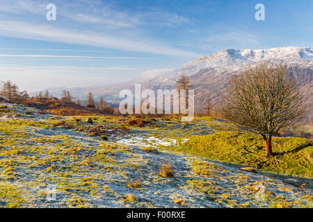 A view from Tarn Hows Intake towards The Old Man of Coniston, Lake District National Park, Cumbria, England, United Kingdom, Eur Stock Photo