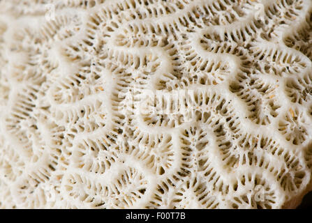 Close up of a sunbleached piece of dead brain coral, washed up on the beach, Thailand. Stock Photo