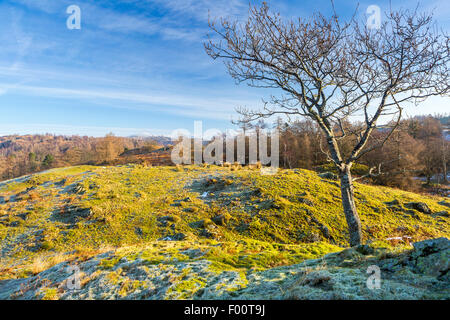 A view from Tarn Hows Intake towards The Old Man of Coniston, Lake District National Park, Cumbria, England, United Kingdom, Eur Stock Photo