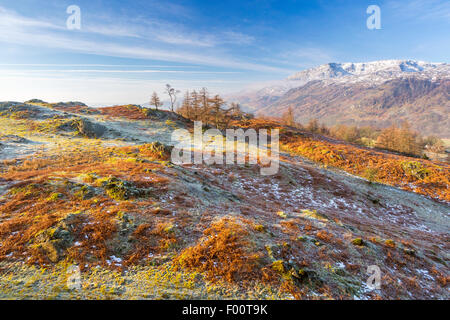 A view from Tarn Hows Intake towards The Old Man of Coniston, Lake District National Park, Cumbria, England, United Kingdom, Eur Stock Photo