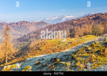 A view from Tarn Hows Intake towards The Old Man of Coniston, Lake District National Park, Cumbria, England, United Kingdom, Eur Stock Photo