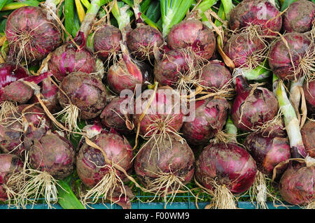 Freshly dug 'Red Baron' Onions from Hertfordshire allotment Stock Photo