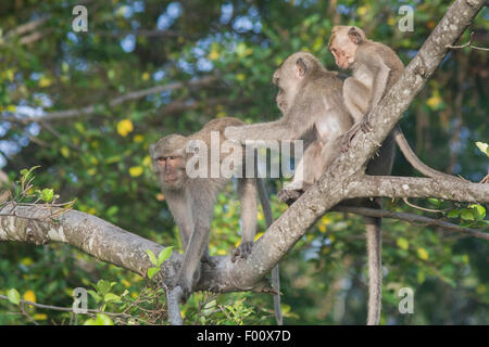 Grooming crab-eating macaques. Stock Photo