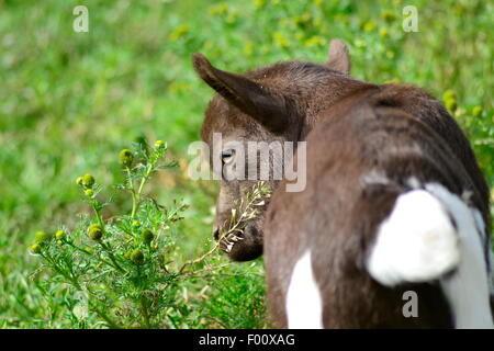 Billy Goat Gruff Stock Photo