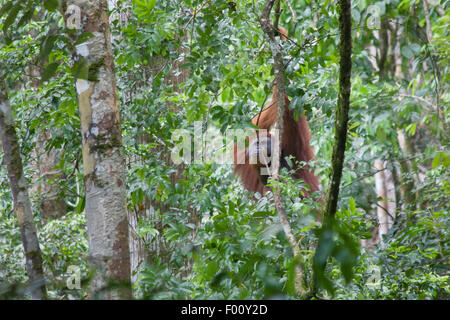 A wild male orangutan in Gunung Leuser National Park, Sumatra, Indonesia. Stock Photo