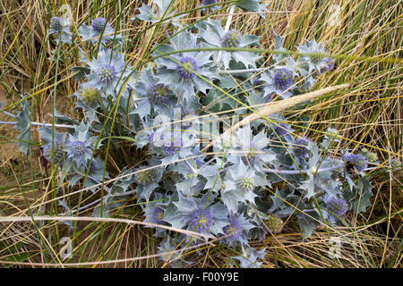 sea holly eryngium maritimum plant on dunes at warren beach prestatyn sssi north wales uk Stock Photo