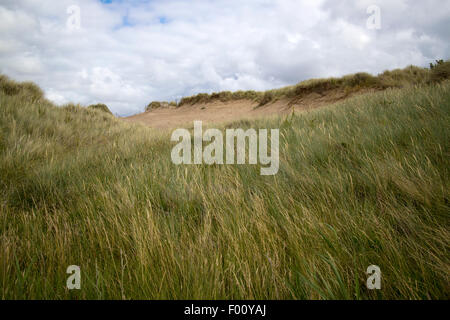 marram grass on gronant dunes near Talacre beach sssi north wales uk Stock Photo