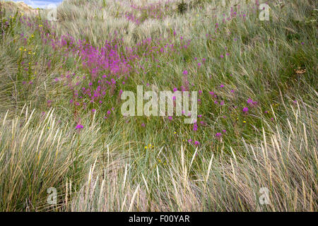 marram grass and wildflowers on gronant dunes near Talacre beach sssi north wales uk Stock Photo