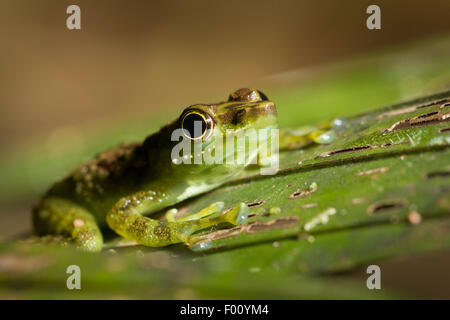 Males of the unusual green-spotted rock frog (Staurois tuberilinguis) use visual signals (e.g., foot-waving) to attract females. Stock Photo