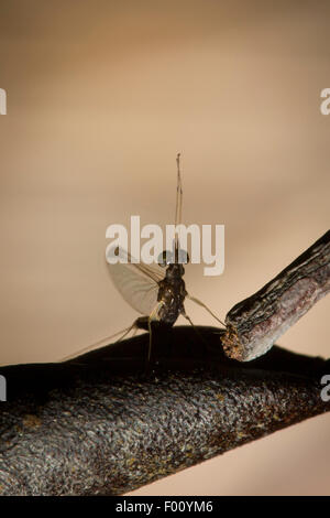 Mayfly (family Ephemeroptera) perched on a twig. Stock Photo