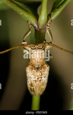 Long-horned wood-boring beetle (family Cerambycidae).