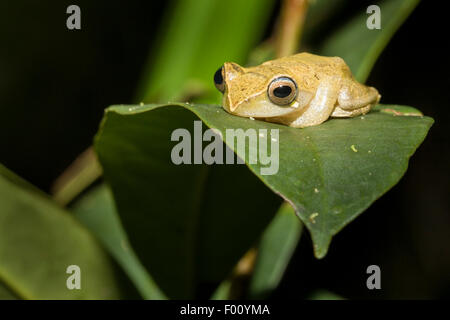Masked treefrog (Rhacophorus angulirostris) perched on a leaf at night. Stock Photo