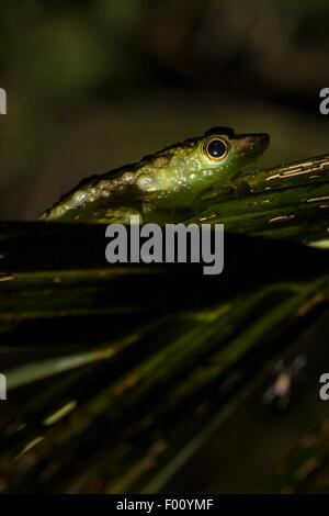 Males of the unusual green-spotted rock frog (Staurois tuberilinguis) use visual signals (e.g., foot-waving) to attract females. Stock Photo