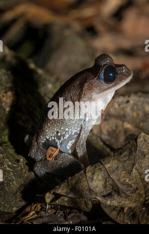 Lowland litter frog (Leptobrachium abbotti).  The characteristic blue sclera is visible. Photographed in Malaysian Borneo. Stock Photo